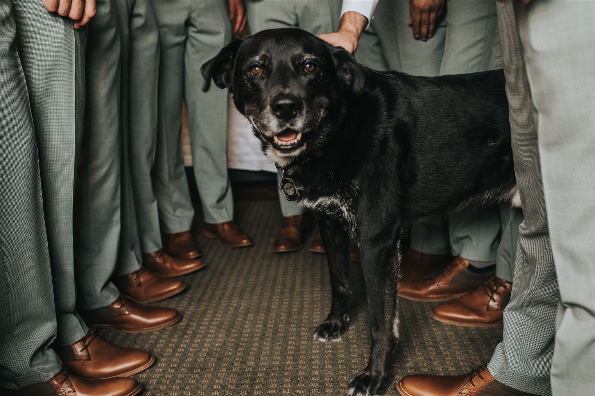 Dog posing with groomsmen